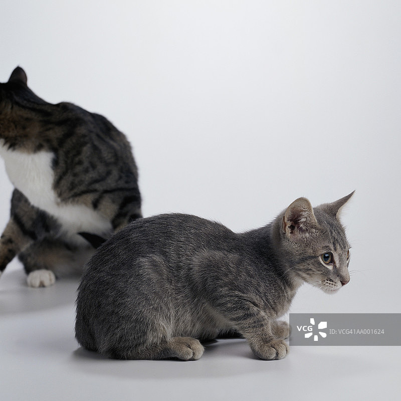 坐在猫前面的灰色小猫侧写图片素材