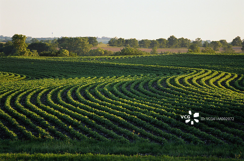 大豆田图片素材