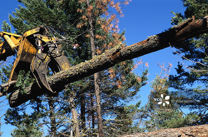 黄松木原木下方景观图片素材