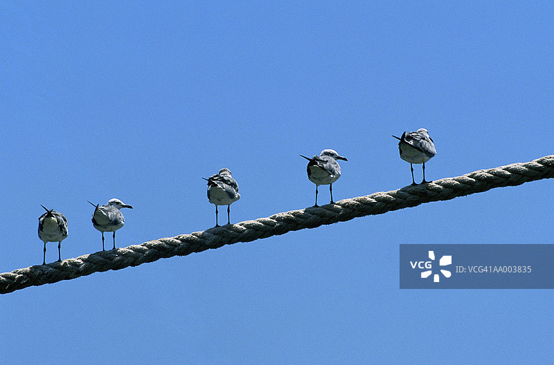 绳索上的海鸥图片素材