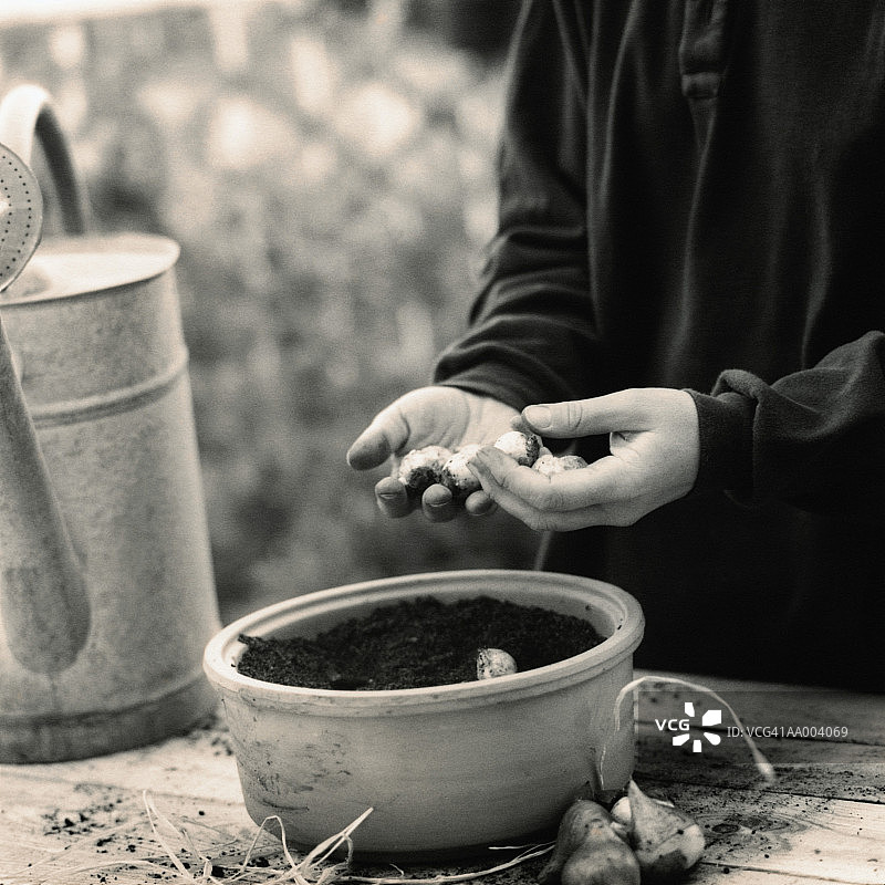 在花盆里种植花卉球茎的人图片素材