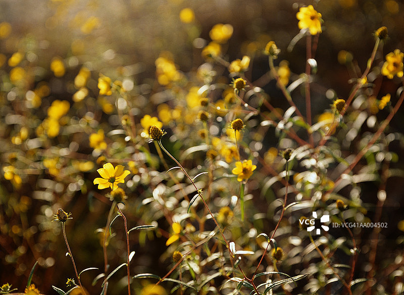 脆灌木图片素材