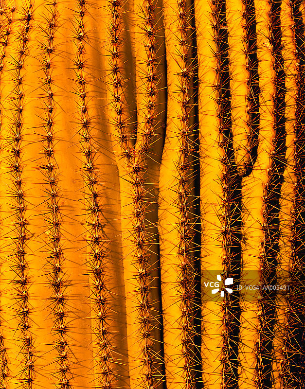 管风琴柱仙人掌特写图片素材