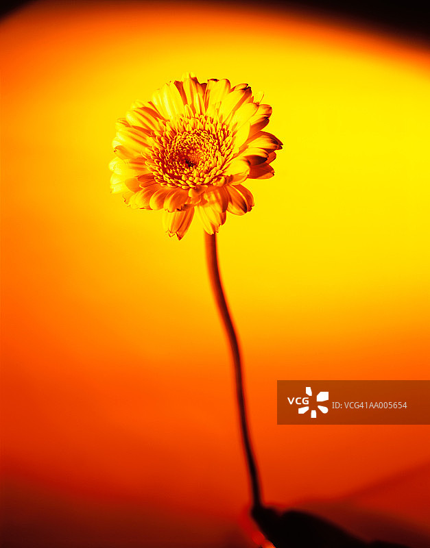 黄色花朵特写图片素材