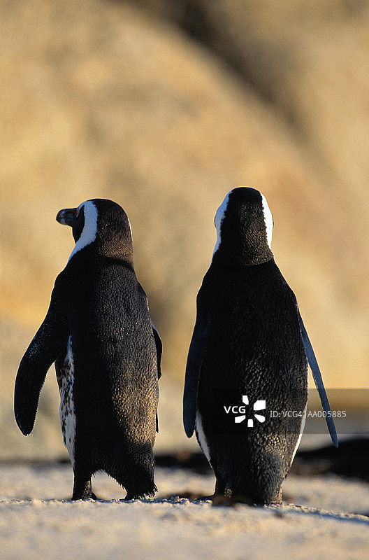 一对企鹅图片素材