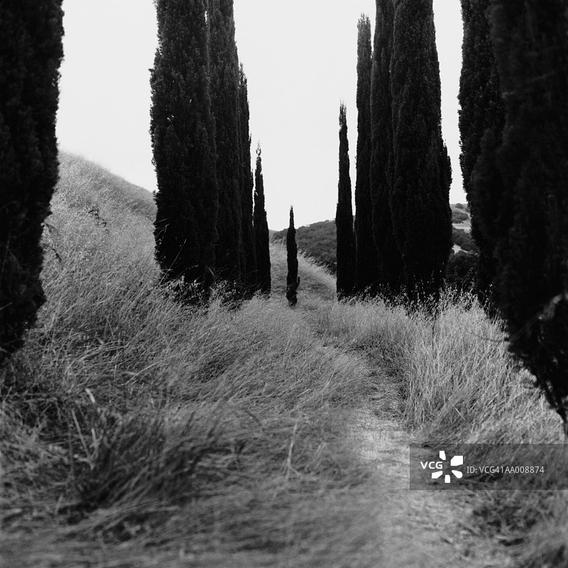 穿过树林的步道图片素材