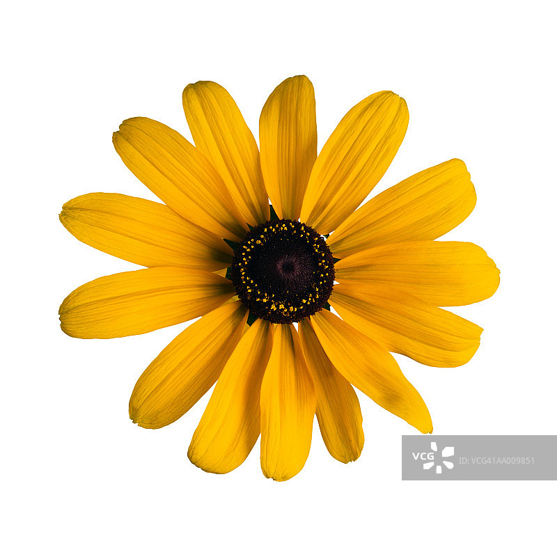 金光菊特写图片素材