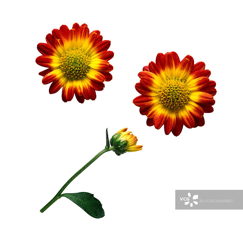 红黄色纽扣菊花图片素材