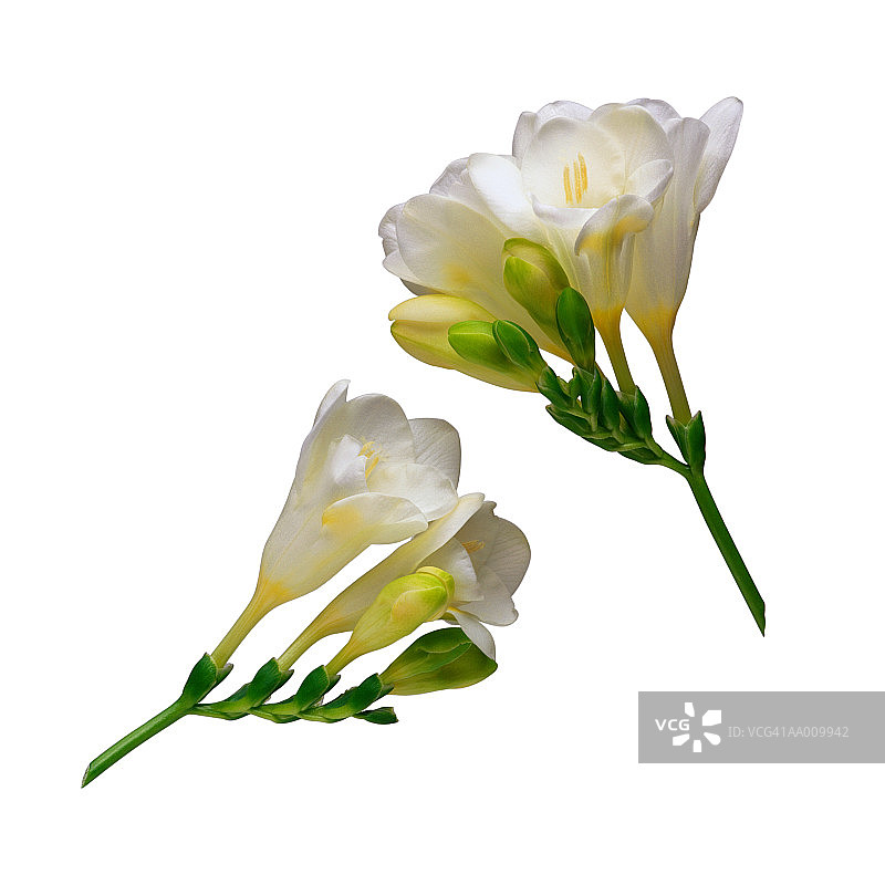 小苍兰图片素材