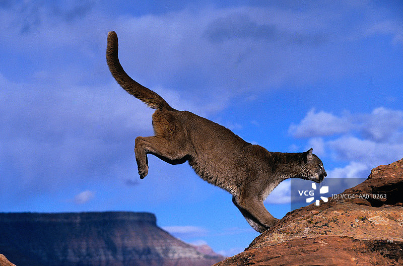 跳跃中的美洲狮图片素材