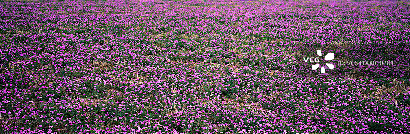 福禄考花田图片素材