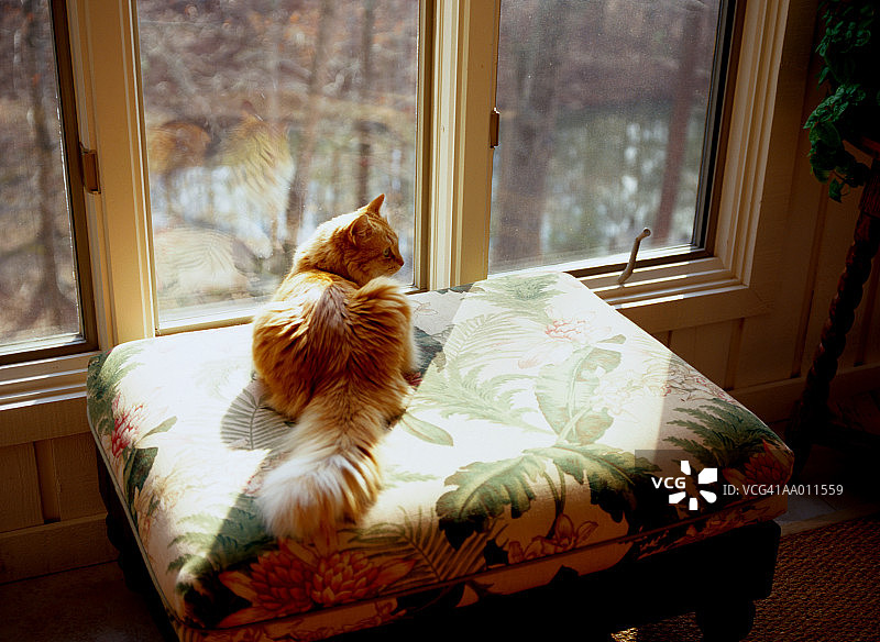 阳光下坐在枕头上的猫图片素材