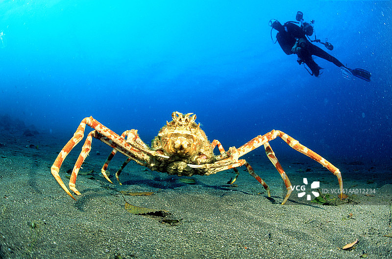 巨型日本蜘蛛蟹与水肺潜水员图片素材