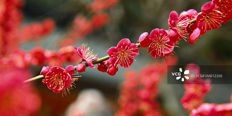 梅花特写（李属）图片素材