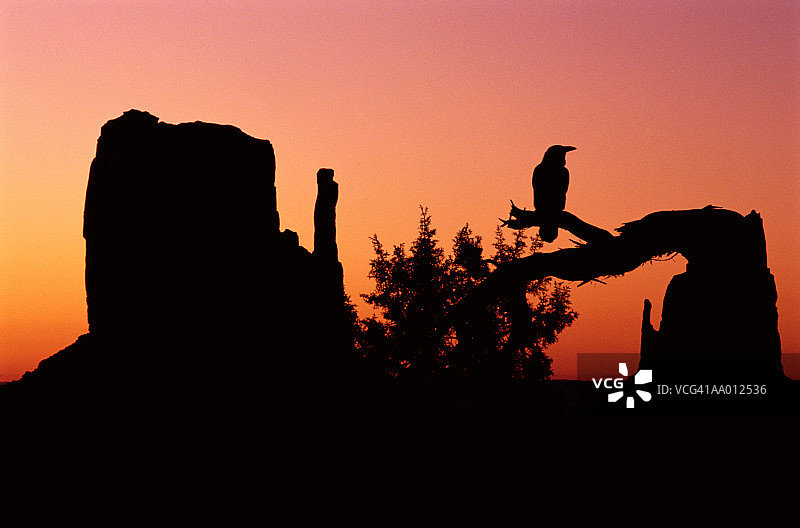 纪念碑谷的渡鸦图片素材