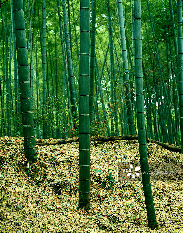 竹林图片素材