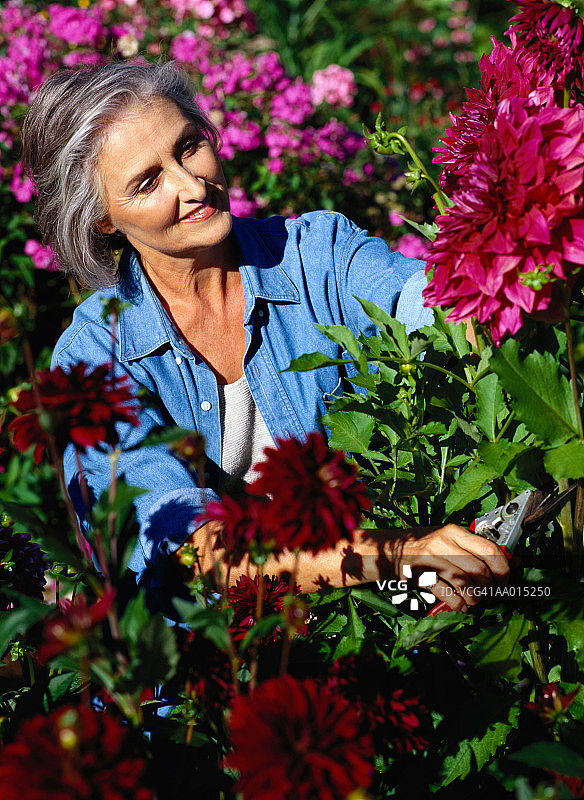 女人剪菊花图片素材