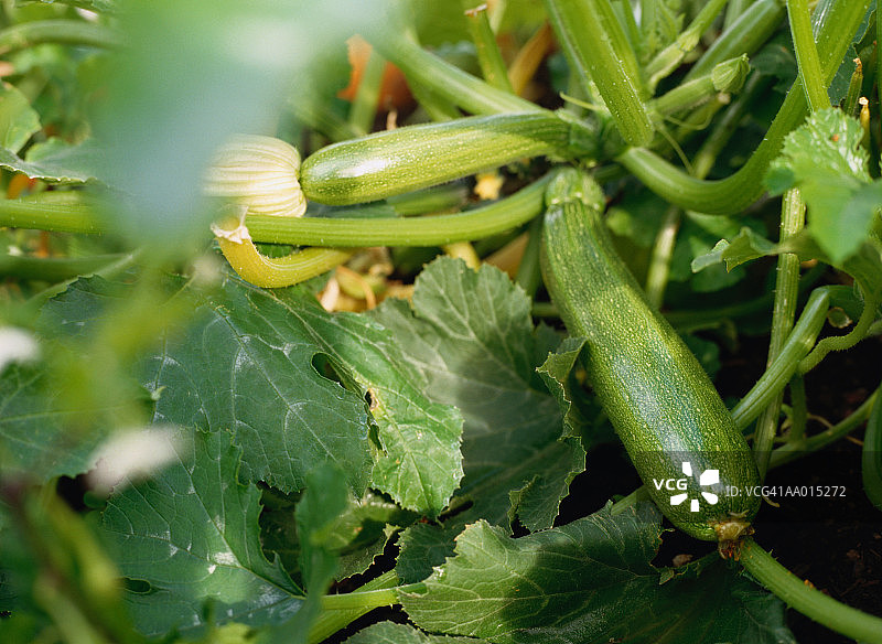 西葫芦植物图片素材