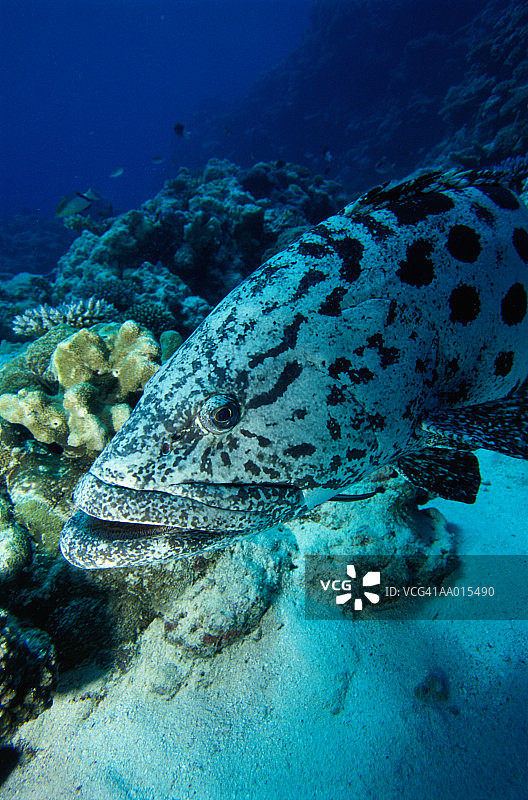 石斑鱼特写图片素材
