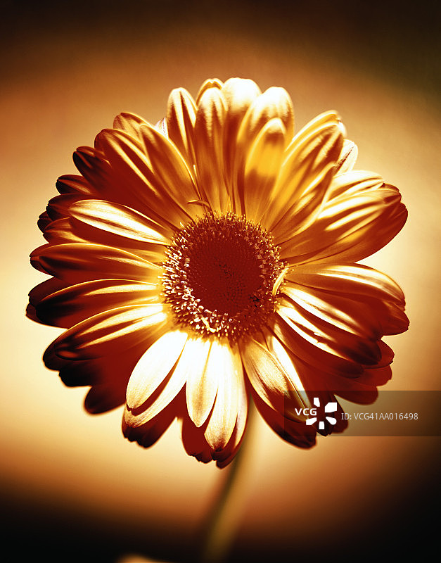 非洲菊黛西图片素材