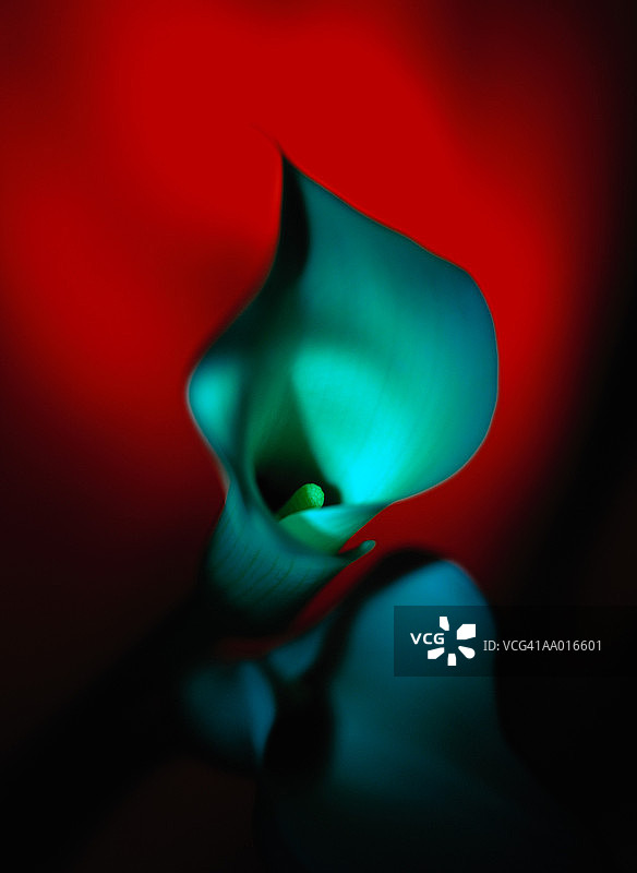 金色马蹄莲图片素材