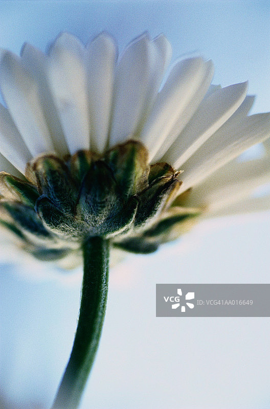 雏菊特写图片素材