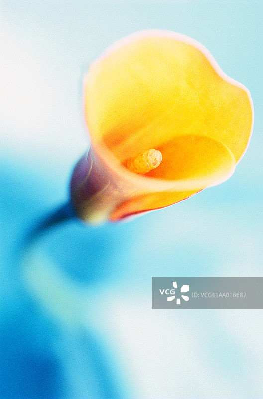 黄色马蹄莲特写图片素材