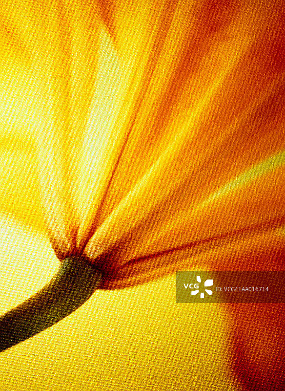 百合花细节图片素材