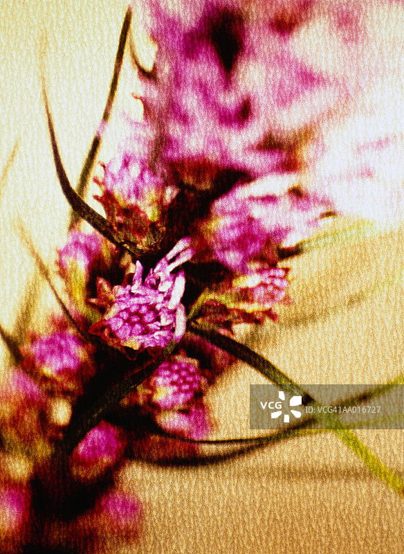 柳叶百合特写图片素材