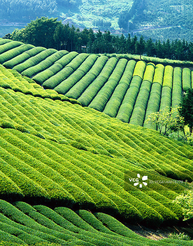 日本静冈县金谷茶园图片素材
