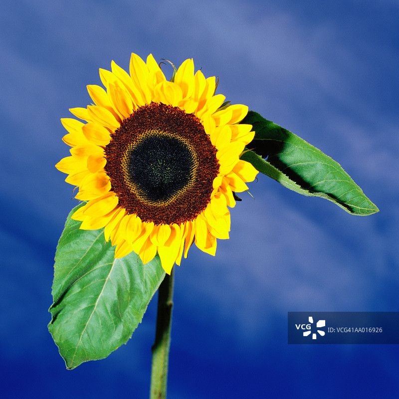 向日葵图片素材
