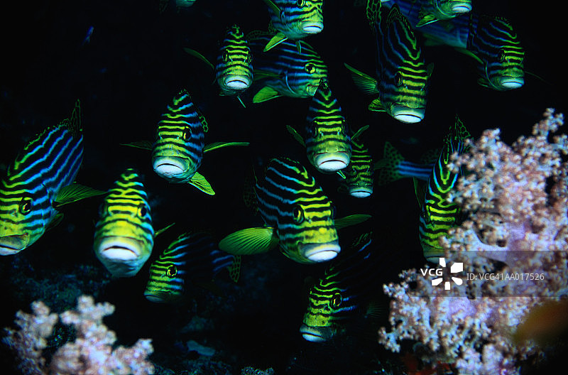 东方石鲈鱼群图片素材