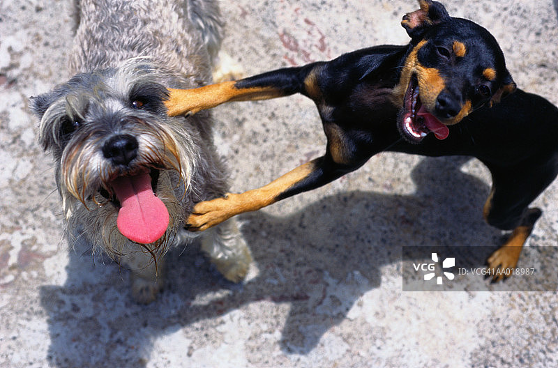 两只小狗（雪纳瑞犬、杜宾犬），俯视图图片素材