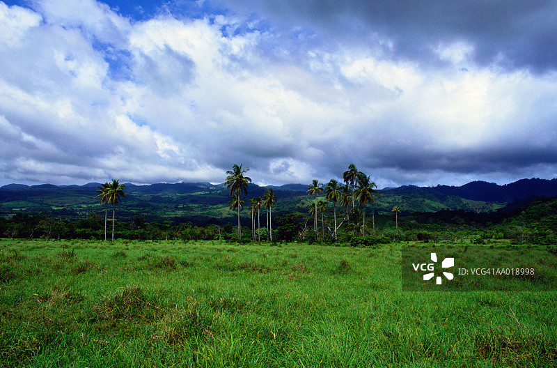 墨西哥韦拉克鲁斯州的棕榈树草地图片素材