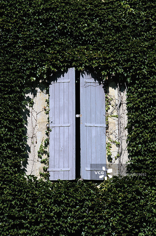 百叶窗上的常春藤图片素材