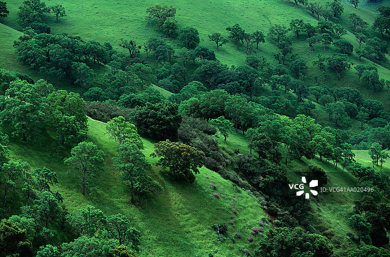 美国加利福尼亚州的树木和山丘图片素材