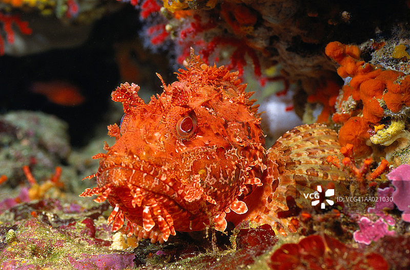 红猪鱼图片素材