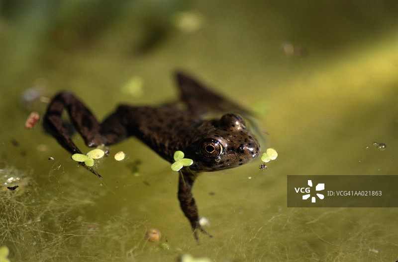 池塘里的青蛙图片素材