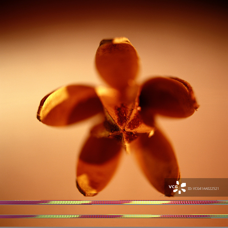 种子荚特写图片素材