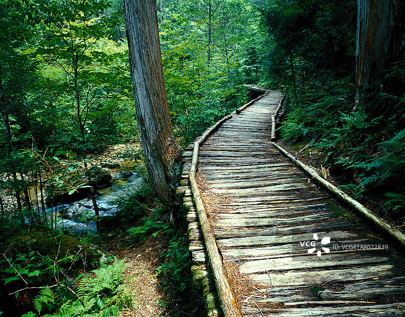 用于运输木材的穿过森林的道路图片素材
