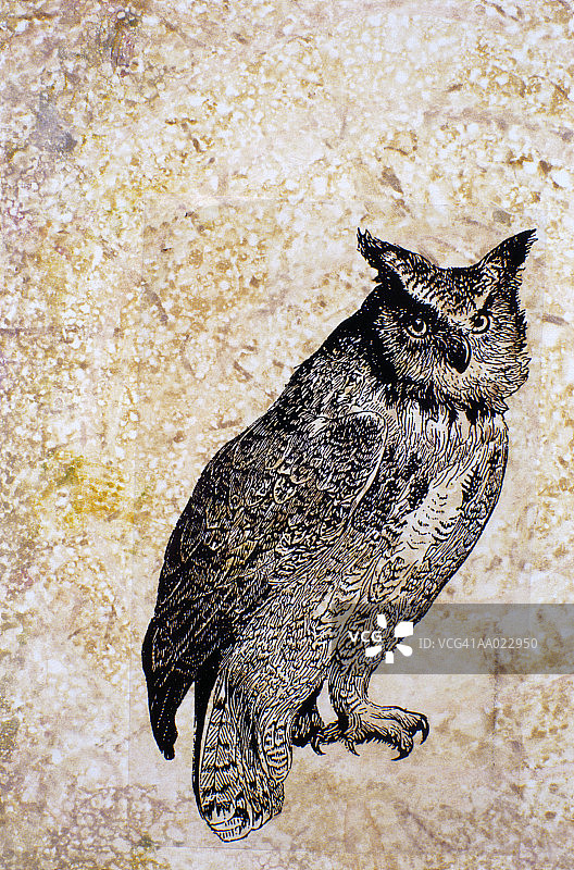 猫头鹰的单版画图片素材