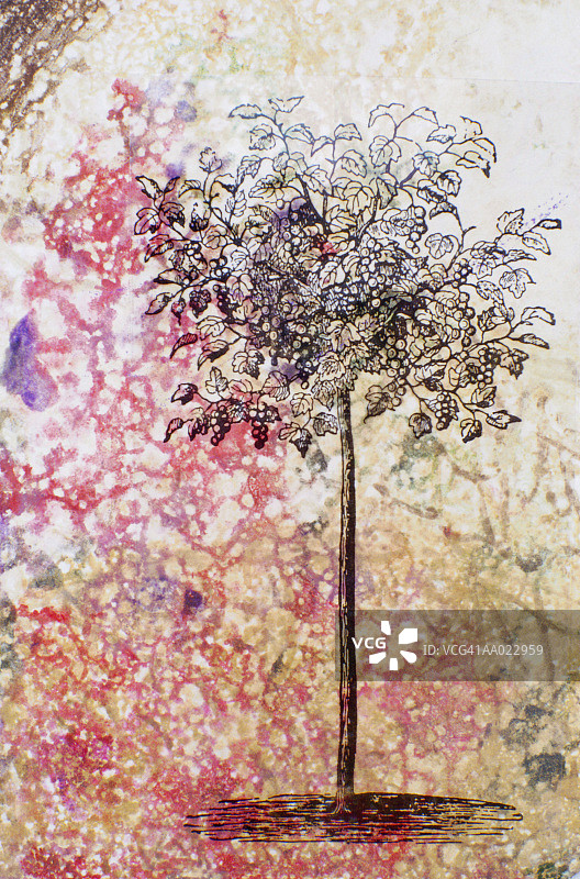 羊皮纸上的小树单版画图片素材