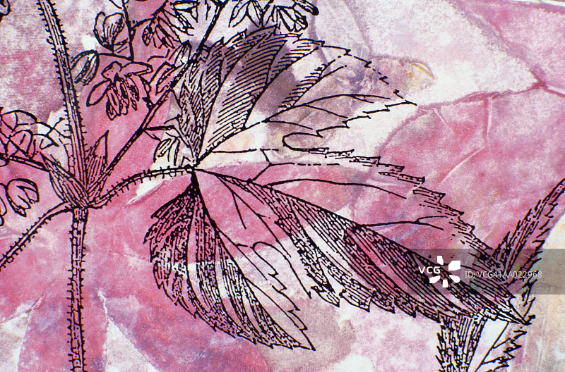 树叶的单版印刷图片素材