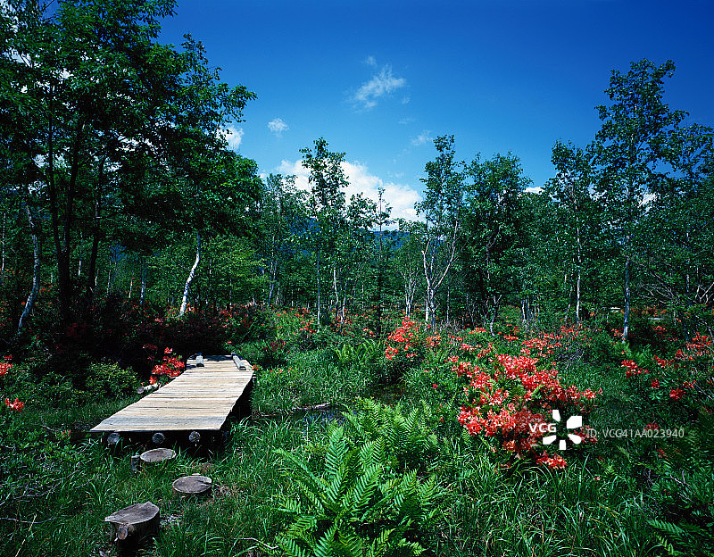 乘鞍高原盛开的杜鹃花图片素材