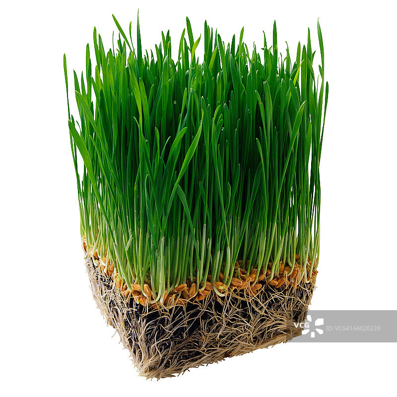 小麦草图片素材