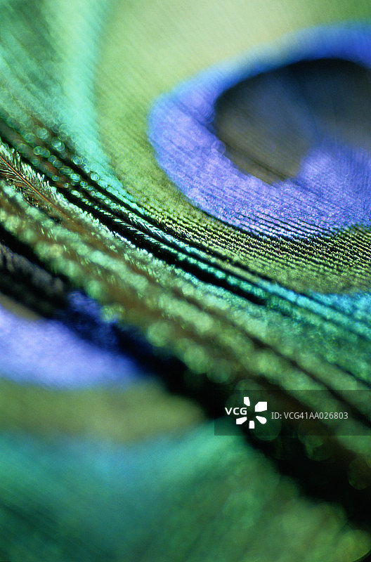 特写：孔雀羽毛图片素材