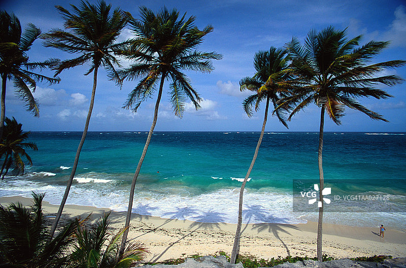 巴巴多斯棕榈树海景图片素材