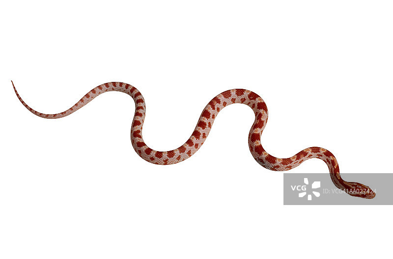 玉米蛇图片素材