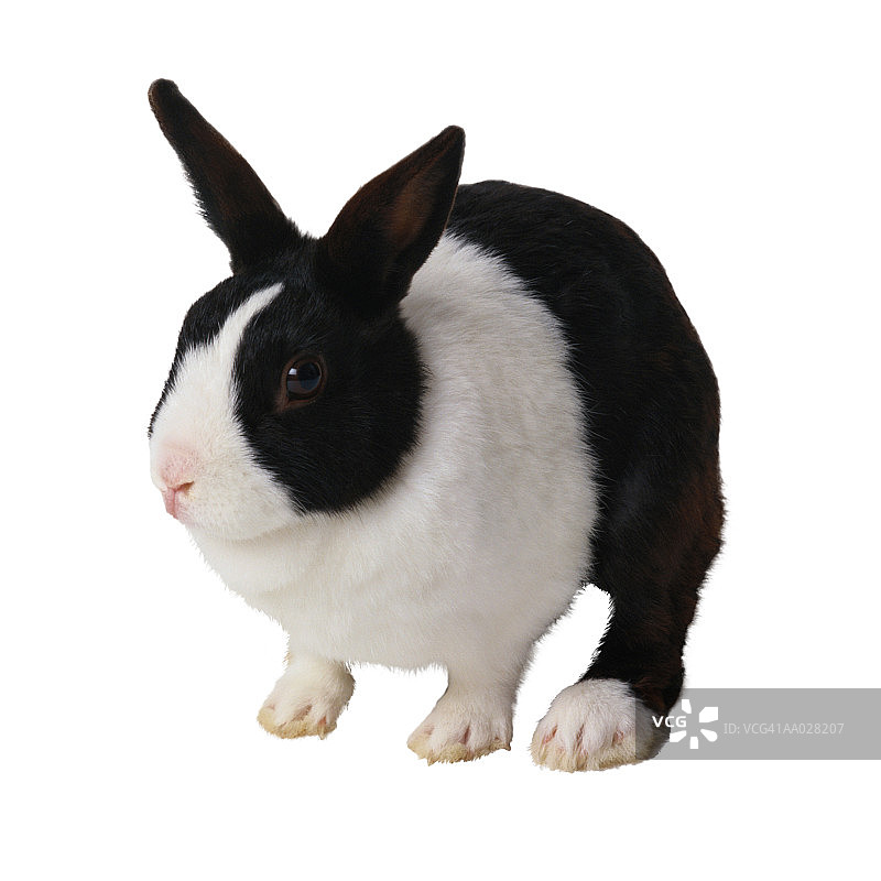 黑白兔子图片素材