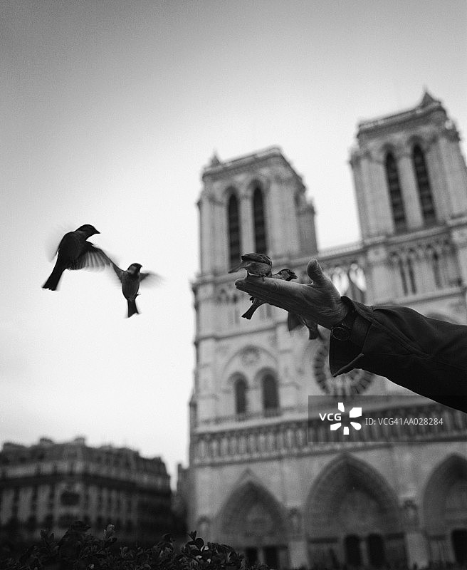 法国巴黎：喂鸟的男人（黑白，模糊效果）图片素材